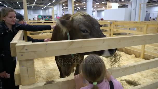 Kinderen aaien van een stier — Stockvideo