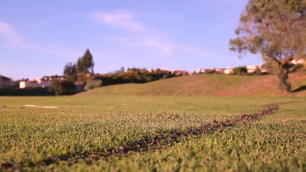 Hangya trail. Óriás hangya kolónia menetelő egész egy golfpálya. — Stock videók
