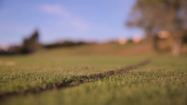 Karınca iz. Dev karınca kolonisi bir Golf Sahası arasında yürüyen. — Stok video