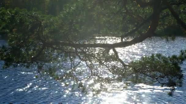 Een tak van de pijnbomen in de stralen van de zon op de achtergrond van meer. — Stockvideo