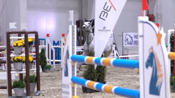 Professionele jockey en zijn paard springen over de barrière. Slow motion. — Stockvideo