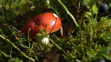 yeşil yosun mantar.