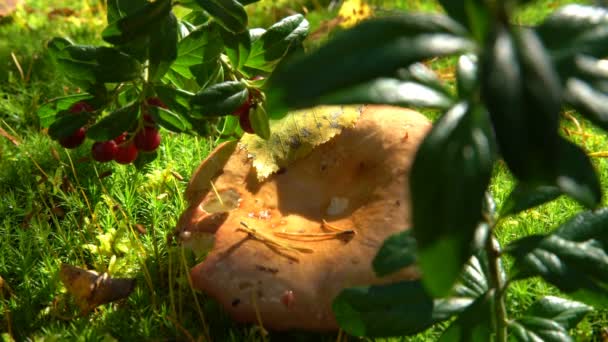 Champignon et canneberges sur mousse verte .