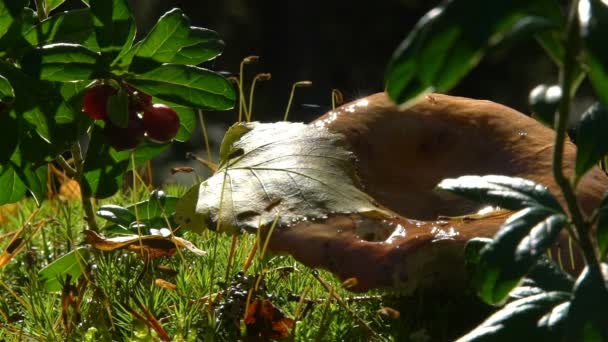 Mushroom and cranberries on green moss. Slow motion. — Stock Video