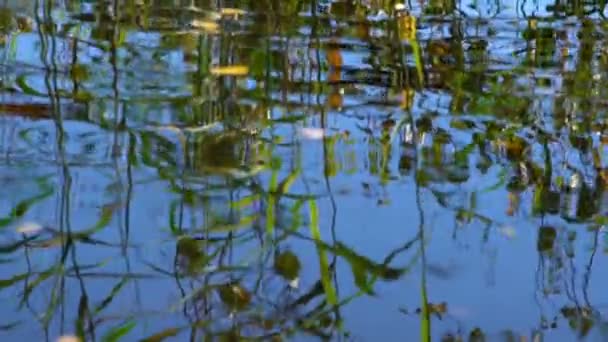 Reed e árvores refletidas na água de um lago de floresta . — Vídeo de Stock
