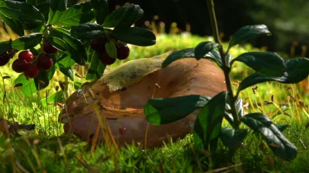 Champiñones y arándanos sobre musgo verde. La mano humana arranca bayas. En cámara lenta. De cerca. — Vídeo de stock