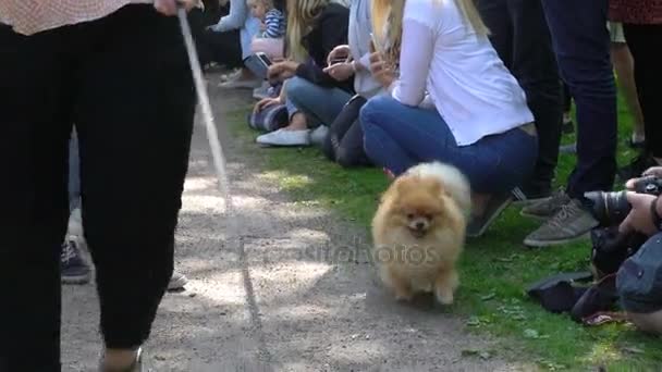 Un piccolo cane soffice al guinzaglio in un parco pubblico . — Video Stock