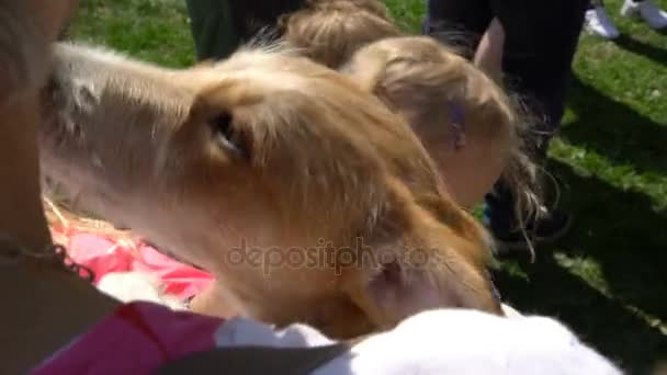 Børn leger med en lille hund. – Stock-video