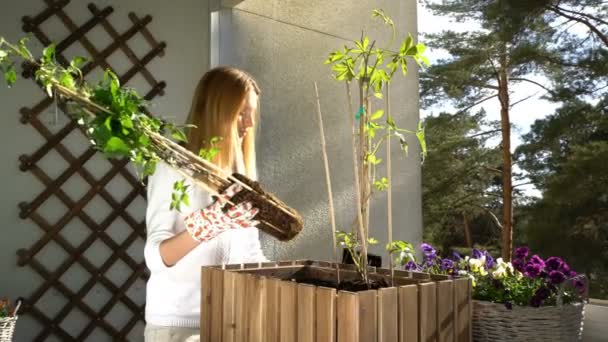 Una giovane donna versa terra nel contenitore e pianta le piantine sul balcone. . — Video Stock