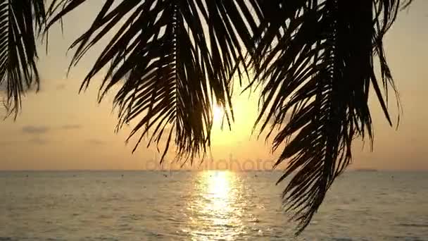 tropické slunce s Palmou.