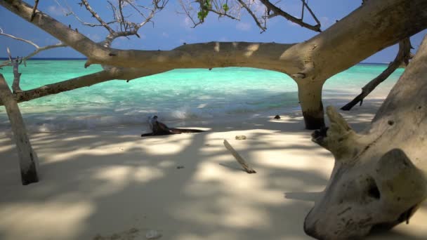 El tronco del viejo bosque en una playa desierta y arenosa . — Vídeo de stock