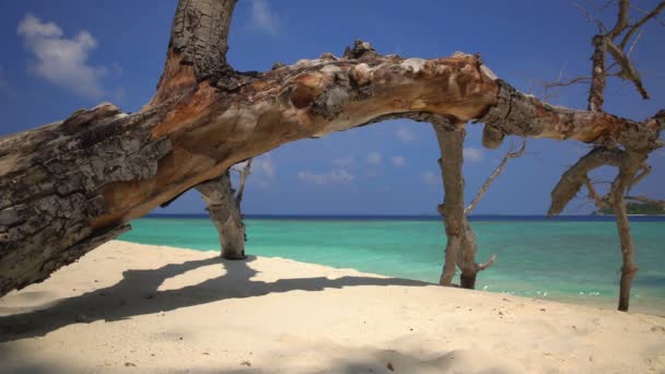 El tronco del viejo bosque en una playa desierta y arenosa . — Vídeo de stock