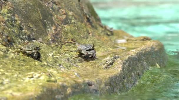 Kraby vyhřívat na sluníčku na tropické pláži. Zpomalený pohyb. — Stock video
