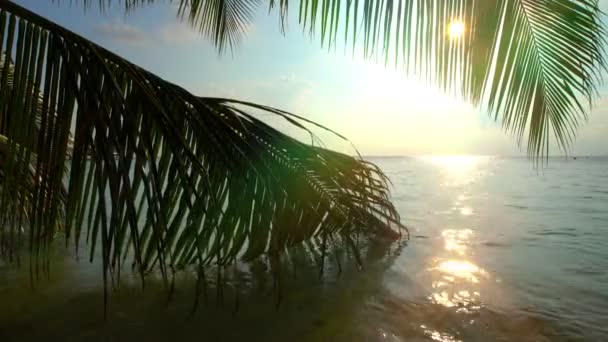 Барвистий тропічний пейзаж з пальмовими гілками в океанічних хвилях . — стокове відео