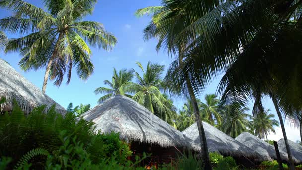 Roof bungalows and palm trees in Maldives. — Stock Video