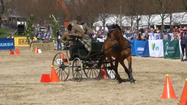 Mostrar carruagens de cavalo durante a cidade festival público Cavalos no parque Kaivopuisto . — Vídeo de Stock