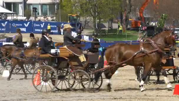 Mostra carrozze durante la festa pubblica della città Cavalli nel parco Kaivopuisto . — Video Stock