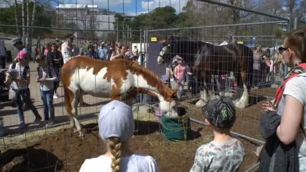 Crianças e adultos admiram os cavalos puro-sangue durante o festival público da cidade Cavalos no parque Kaivopuisto . — Vídeo de Stock