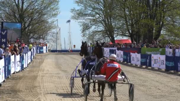 Show running trotters durante el festival público de la ciudad Caballos en el parque Kaivopuisto . — Vídeo de stock