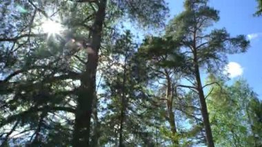 Orman ağaçları ve güneş ışığı dolly taşıma vurdu.