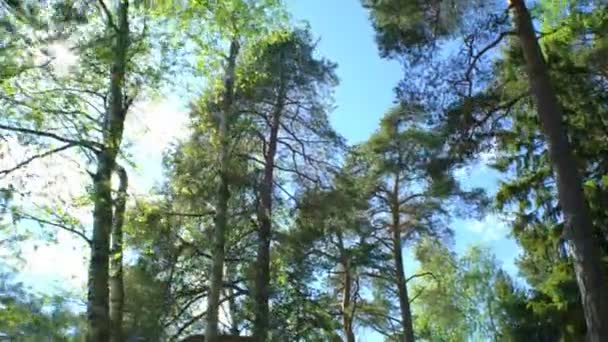 Forest bomen en zonlicht dolly verplaatsen schot. — Stockvideo