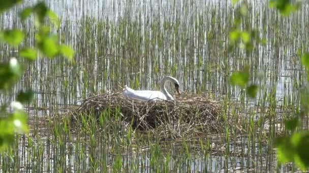 Swan Plemena Jižním Finsku Mezi Jezerem Počátkem Léta — Stock video
