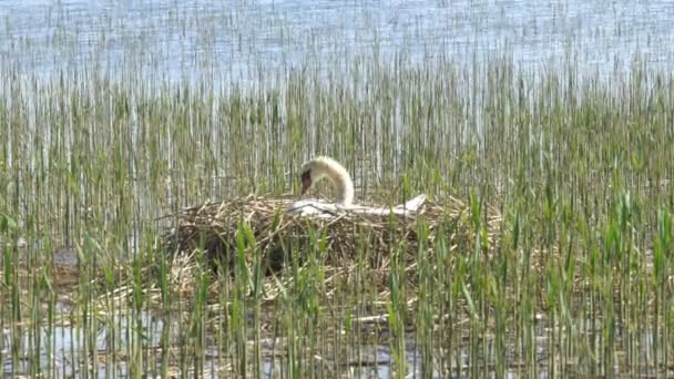 Swan Plemena Jižním Finsku Mezi Jezerem Počátkem Léta — Stock video