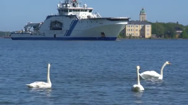 Tres cisnes blancos nadando en el fondo de un buque de guerra de la guardia costera . — Vídeo de stock