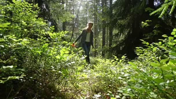 Mujer recogiendo bayas silvestres usando una cosechadora especial en el bosque del parque nacional — Vídeo de stock