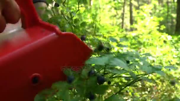 Женщина собирает дикие ягоды с помощью специального комбайна в лесу национального парка — стоковое видео