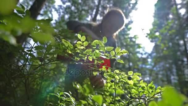 野生を拾う女性ベリー国立公園の森林で特別な収穫機を使用 — ストック動画