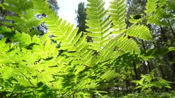 Φύλλα φτέρης στο νορβηγικό δάσος — Αρχείο Βίντεο