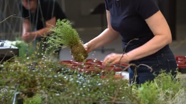 Floristas profissionais fazem arranjos florais durante o Festival Florístico — Vídeo de Stock