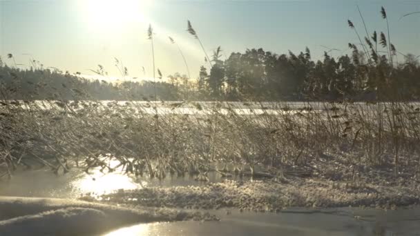 Зимние тростники в озере — стоковое видео