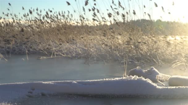 Juncos de inverno no lago — Vídeo de Stock