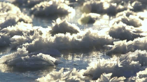 北の海のほとりに氷を冷凍カーリー — ストック動画