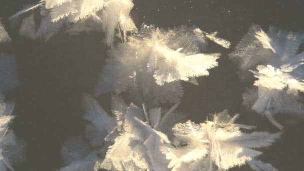 Glace bouclée gelée sur les rives de la mer du Nord — Video