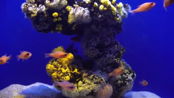 Akvárium növények és trópusi színes halak — Stock videók