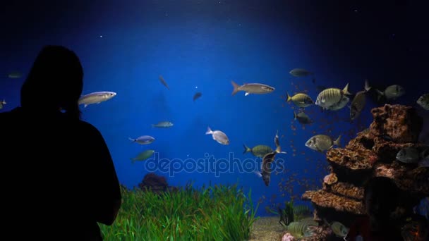 Akvarium med växter och tropiska färgglada fiskar — Stockvideo
