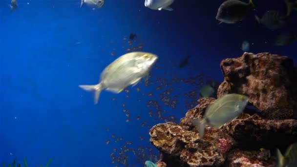 Aquarium met planten en tropische kleurrijke vissen — Stockvideo