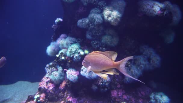 水族馆植物与热带多彩的鱼类 — 图库视频影像