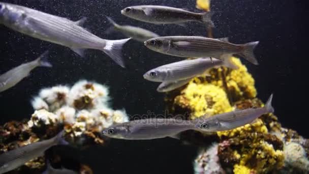 水族馆植物与热带多彩的鱼类 — 图库视频影像
