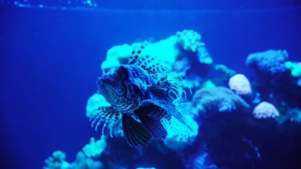 Aquarium avec plantes et poissons tropicaux colorés — Video