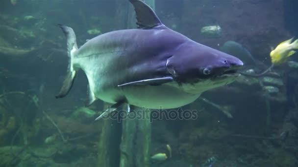 Poissons amazoniens dans un grand aquarium — Video