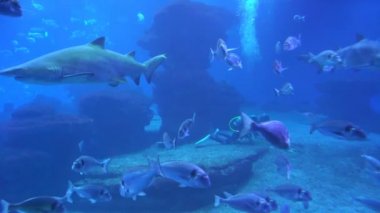 Yırtıcı köpekbalığı ve diğer deniz yaşamı.