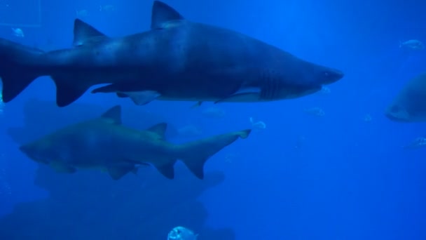 掠夺性的鲨鱼和其他海洋生物. — 图库视频影像