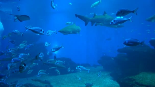 Yırtıcı köpekbalığı ve diğer deniz yaşamı. — Stok video