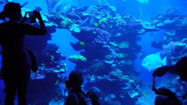 水族馆植物与热带多彩的鱼类 — 图库视频影像