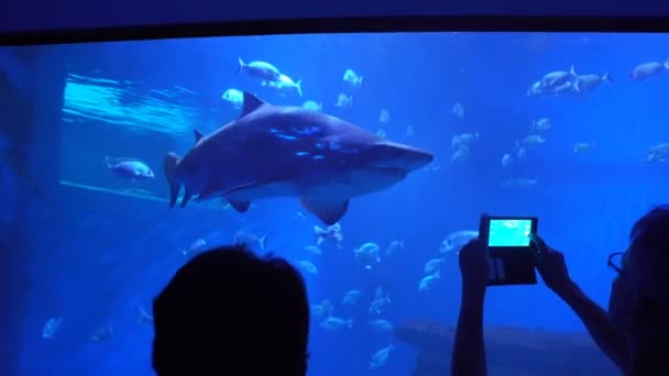 Vele bezoekers in het grote aquarium — Stockvideo