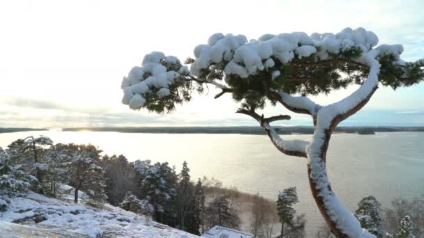 Krajobraz skandynawski. Samotna sosna pokryte śniegiem na skale nad Morze Bałtyckie — Wideo stockowe